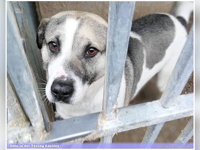 ODIN, wann findet er endlich sein Glück? Sucht erfahrene Menschen