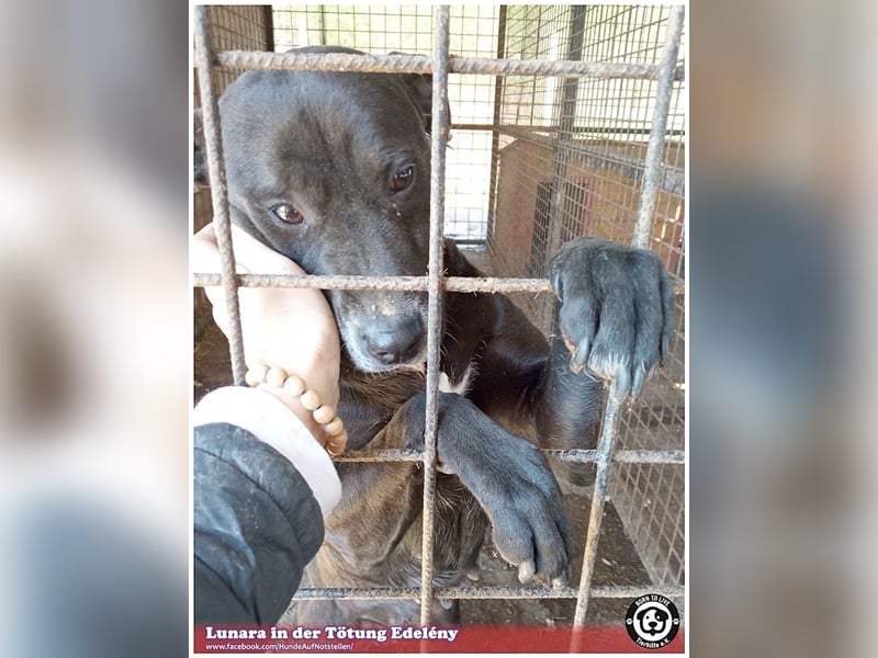 LUNARA, bildhübsche schwarze Maus. NOTFALL