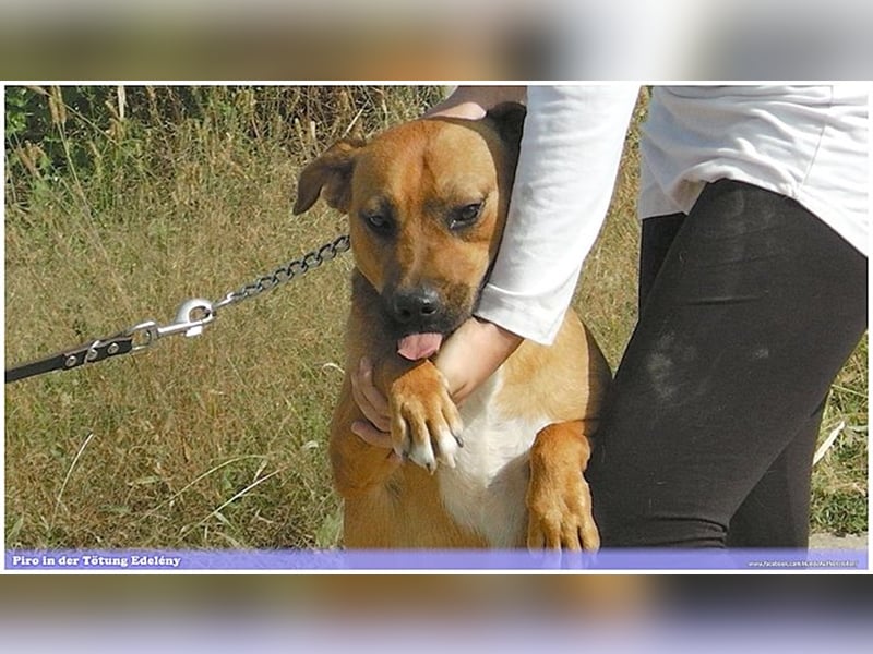 PIRO, Traumbub. Da Listenmix darf er NICHT nach Deutschland