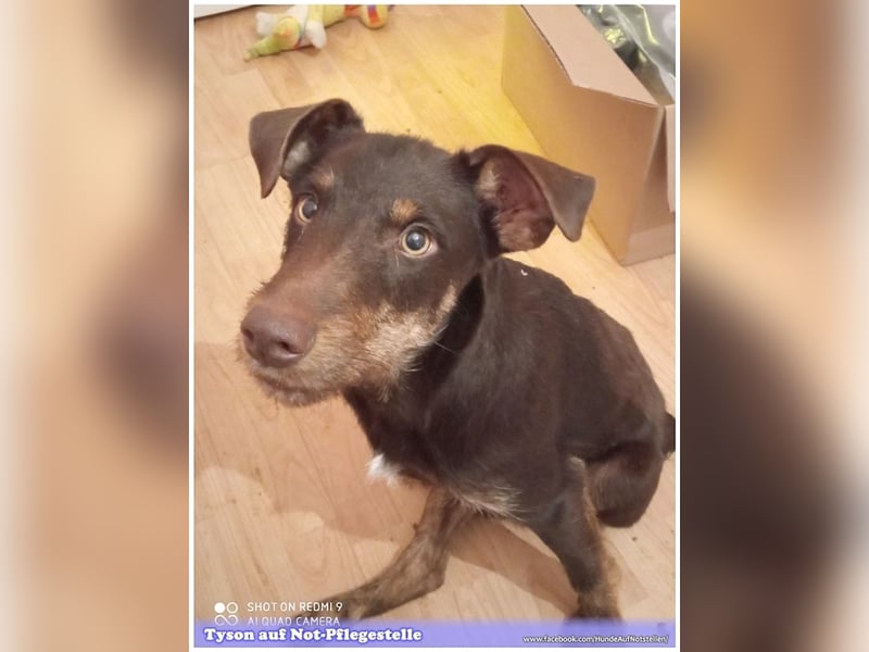 TYSON, der Kämpfer. Leider mit Handicap. Sucht Menschen mit viel Herz und Erfahrung