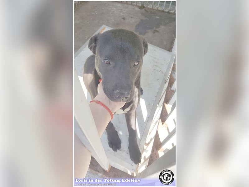 LORIS, vom Besitzer einfach entsorgt. Darf nicht nach Deutschland, da Listenmix