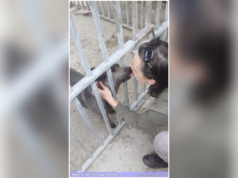 ODIN, sucht erfahrene Menschen