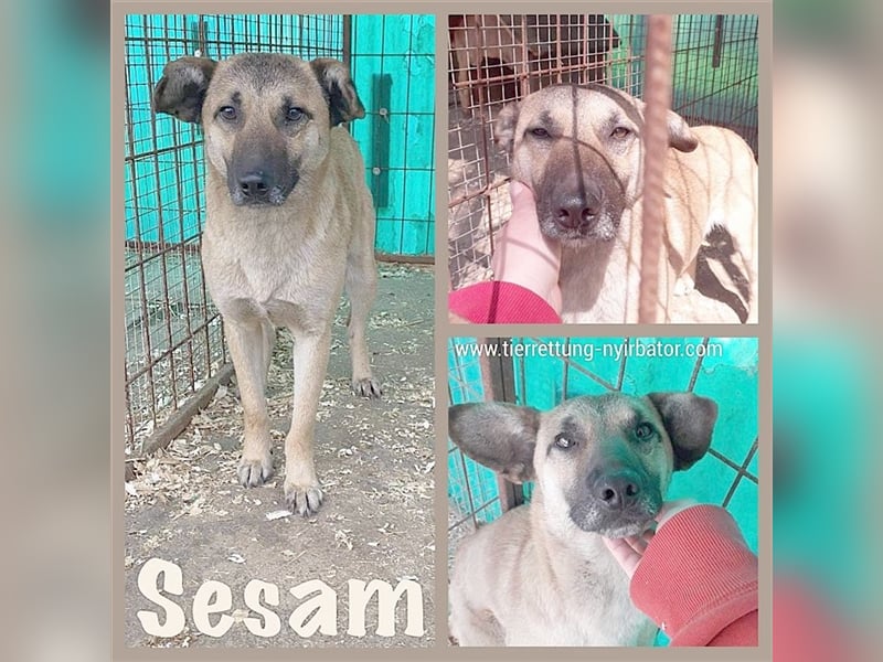 SESAM, der ideale Familienhund