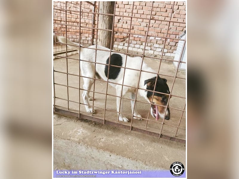 LUCKY, ganz amer Tropf. Sucht dringend ein Zuhause