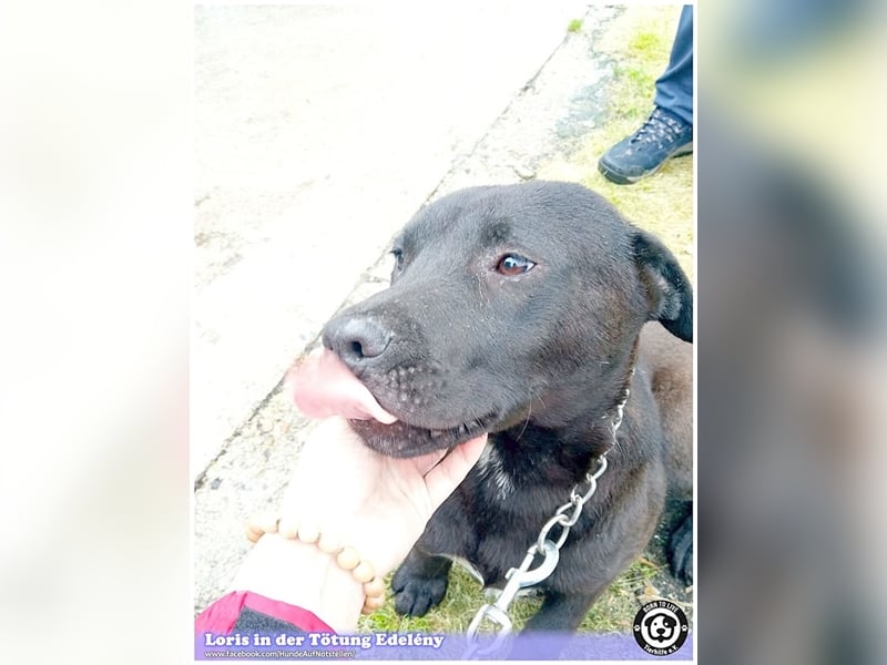 LORIS, vom Besitzer einfach entsorgt. Darf nicht nach Deutschland, da Listenmix