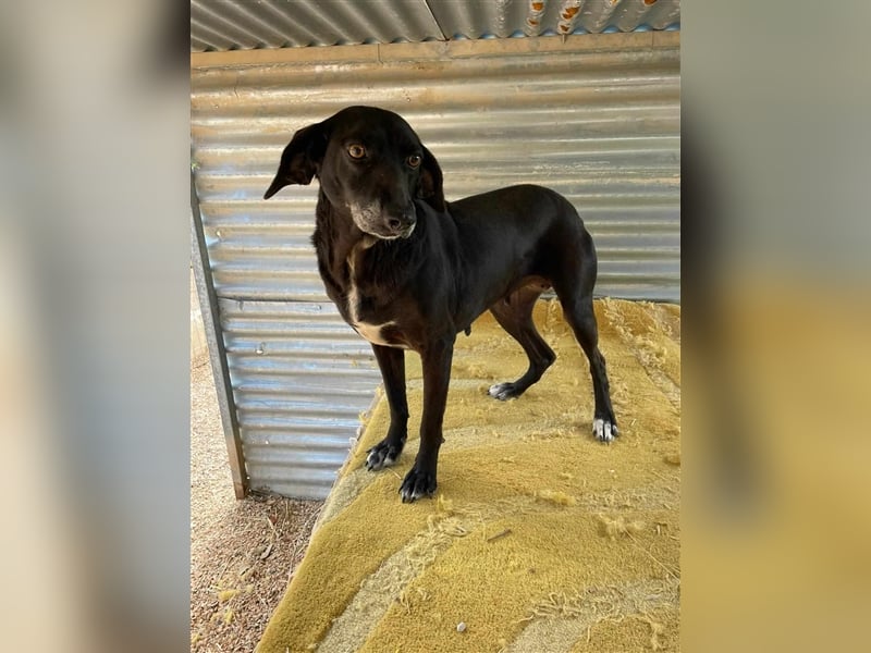 Tammy sucht ein Zuhause