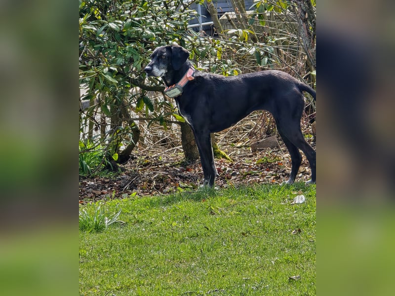 Ruhige Hündin sucht ein Zuhause