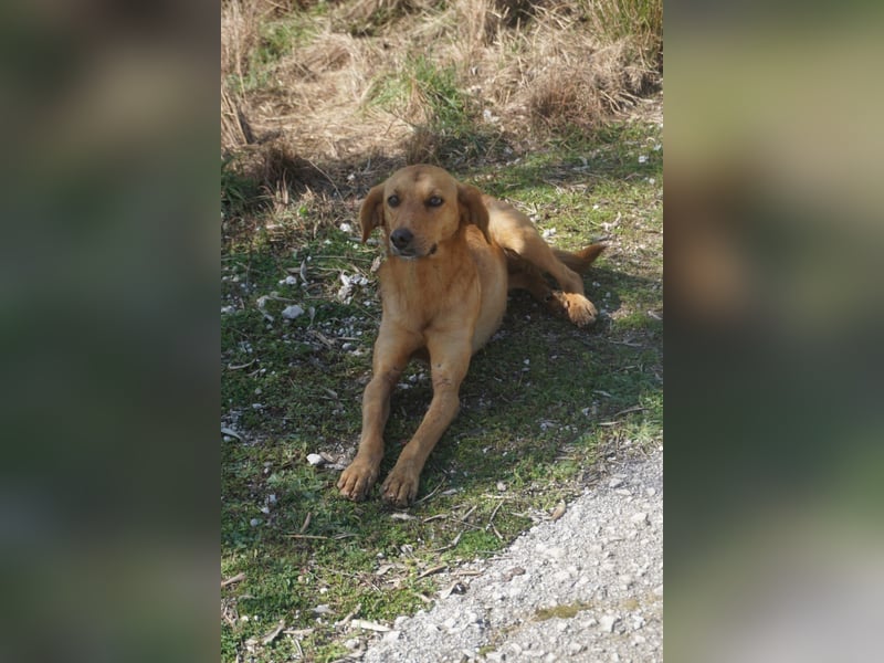 Caramella, zarte Hundedame sucht Zuhause