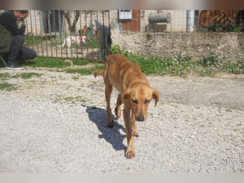 Caramella, zarte Hundedame sucht Zuhause