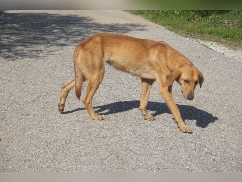 Caramella, zarte Hundedame sucht Zuhause