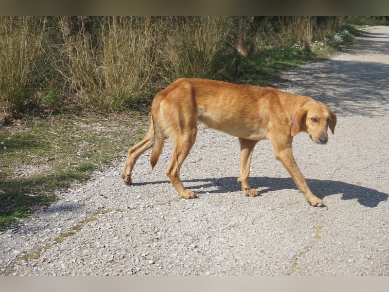 Caramella, zarte Hundedame sucht Zuhause