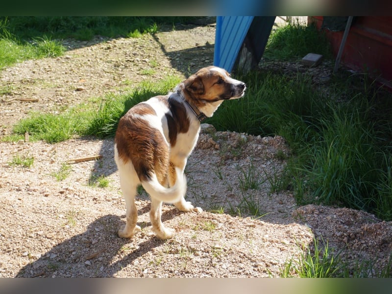 Lia, kleine Kämpferin sucht Zuhause