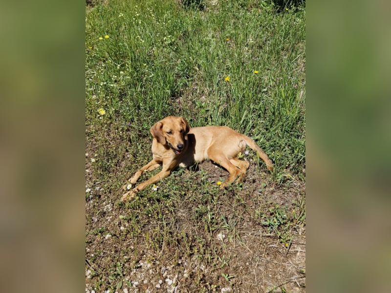 Caramella, zarte Hundedame sucht Zuhause