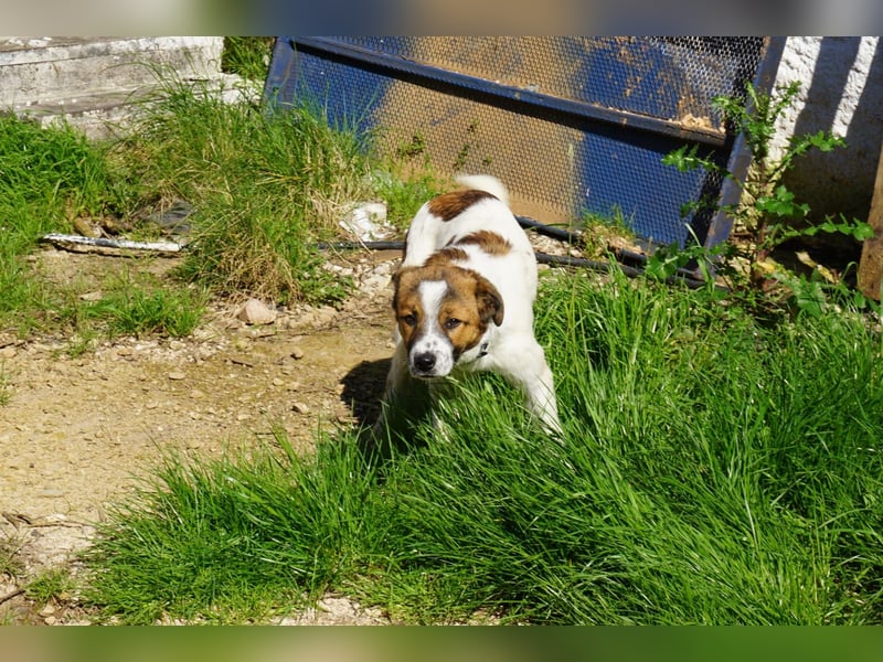 Lia, kleine Kämpferin sucht Zuhause