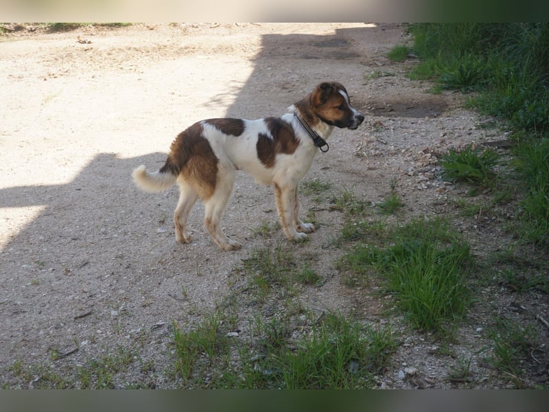 Lia, kleine Kämpferin sucht Zuhause