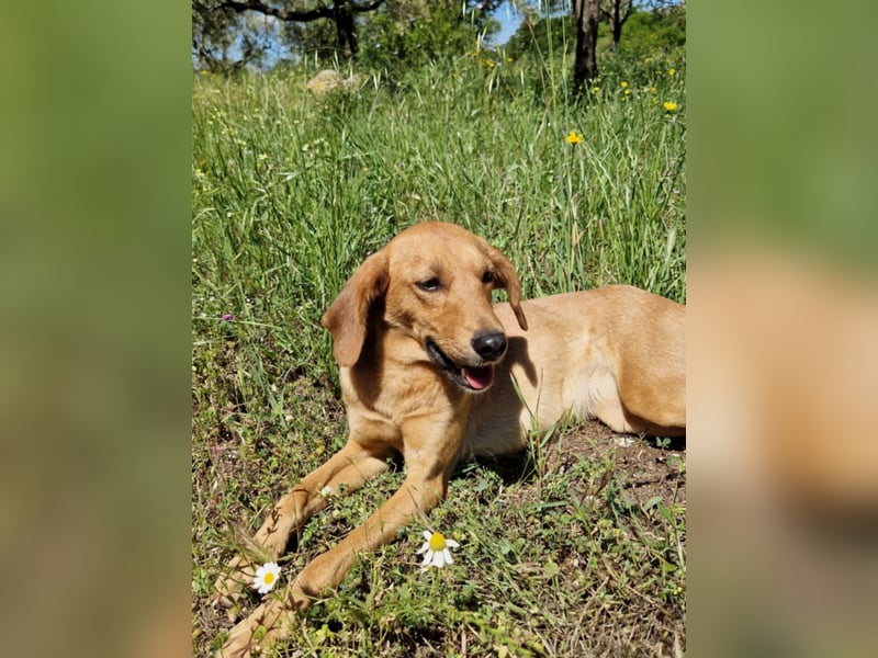 Caramella, zarte Hundedame sucht Zuhause