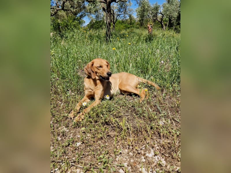 Caramella, zarte Hundedame sucht Zuhause