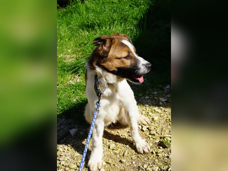 Lia, kleine Kämpferin sucht Zuhause