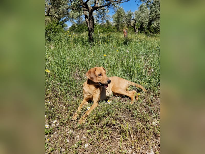 Caramella, zarte Hundedame sucht Zuhause