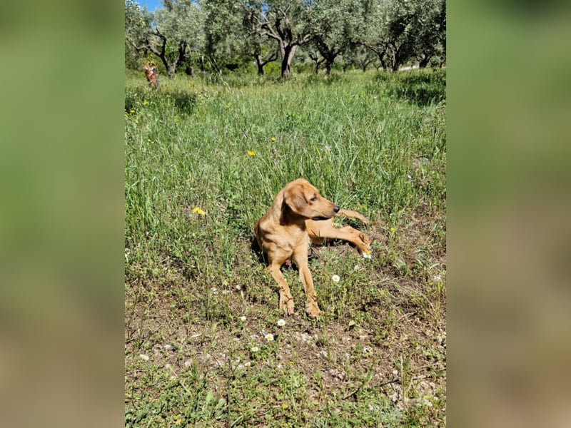 Caramella, zarte Hundedame sucht Zuhause
