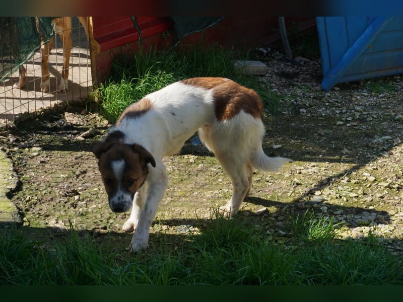 Lia, kleine Kämpferin sucht Zuhause