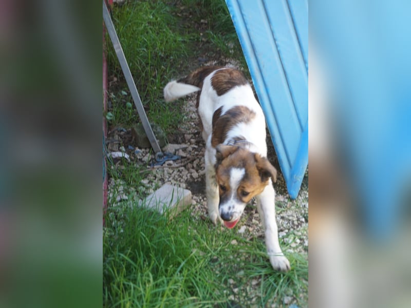 Lia, kleine Kämpferin sucht Zuhause