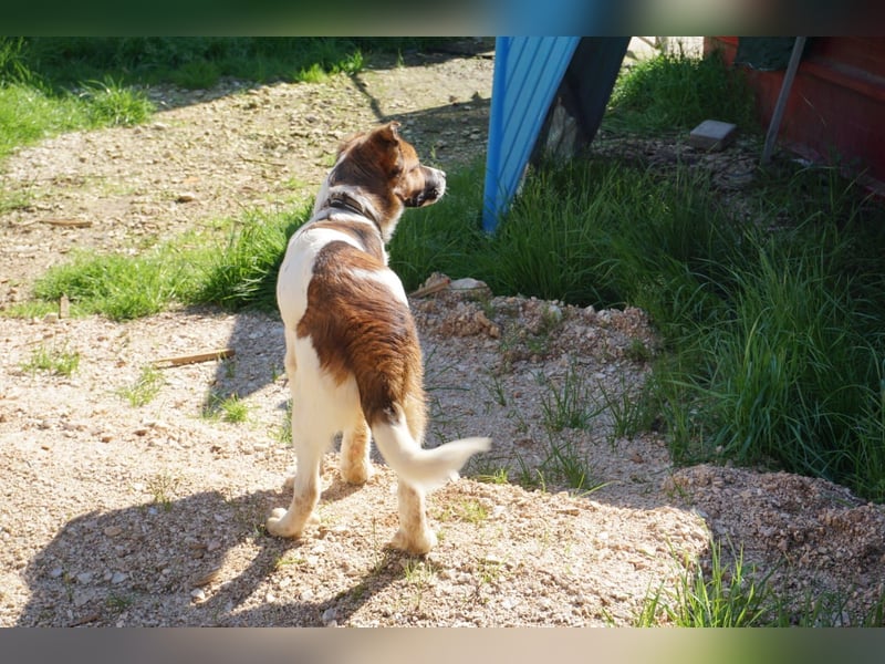 Lia, kleine Kämpferin sucht Zuhause