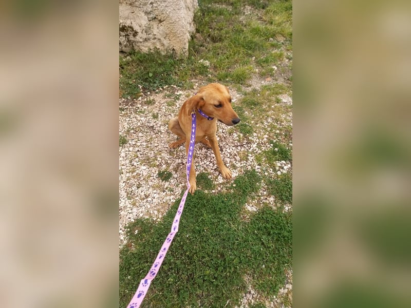 Caramella, zarte Hundedame sucht Zuhause