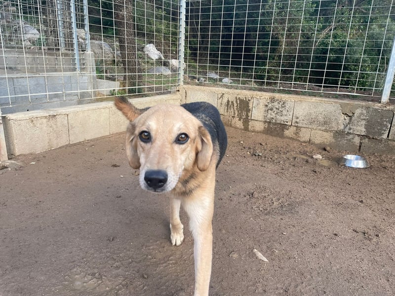 EMMETT - ein toller Kerl EMMETT - ein toller Kerl