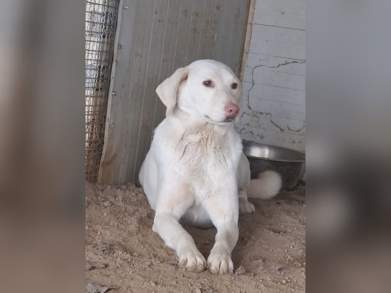 SEMIDANA - süße Marzipan-Nase