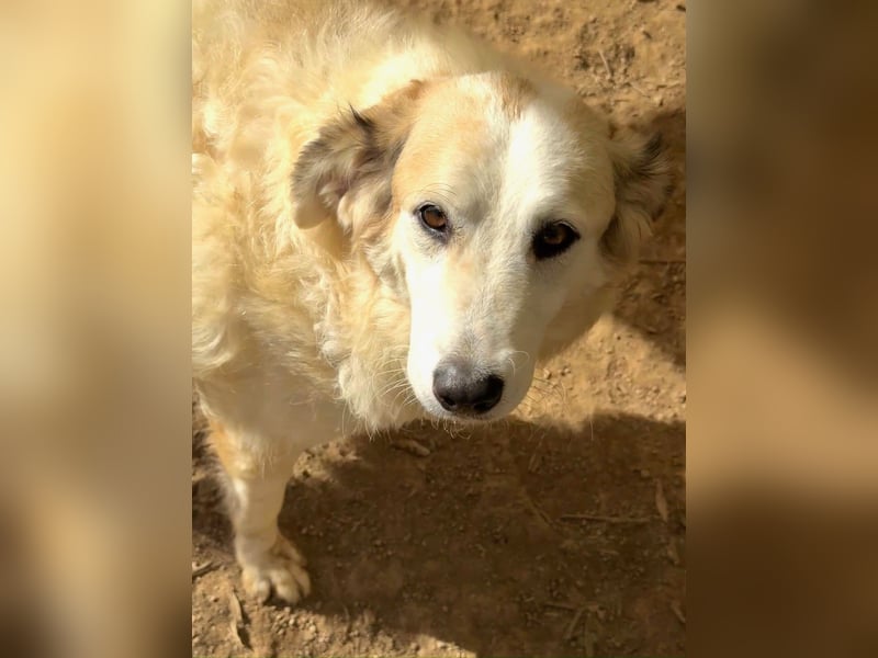 BRUNELLA - lieber Rohdiamant