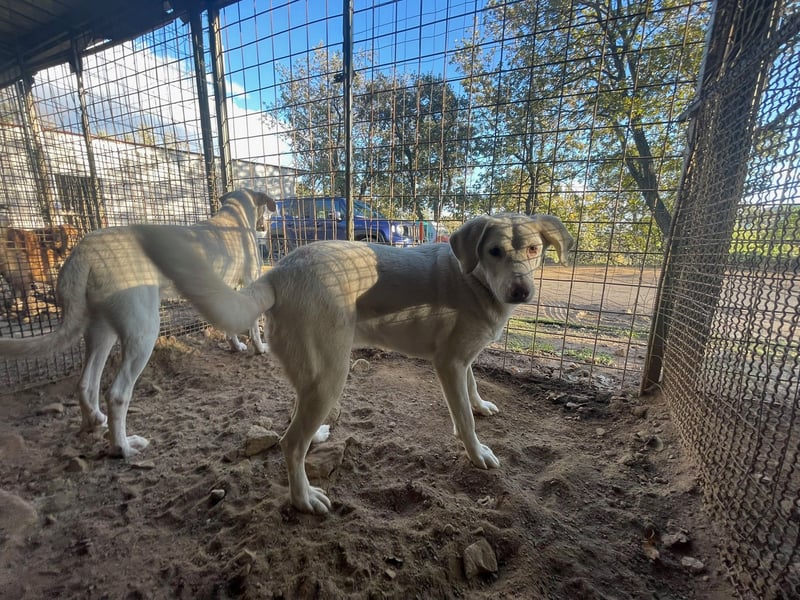 SEMIDANA - süße Marzipan-Nase