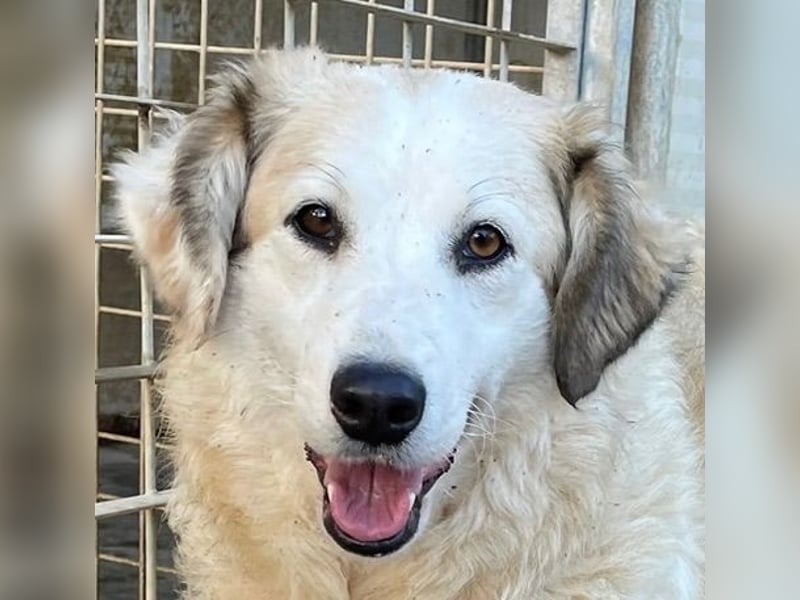 BRUNELLA - lieber Rohdiamant