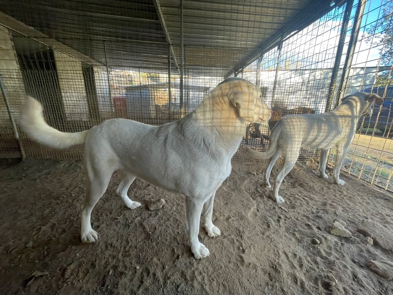 SEMIDANA - süße Marzipan-Nase