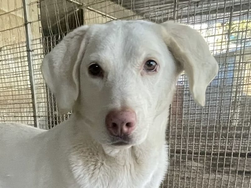 SEMIDANA - süße Marzipan-Nase