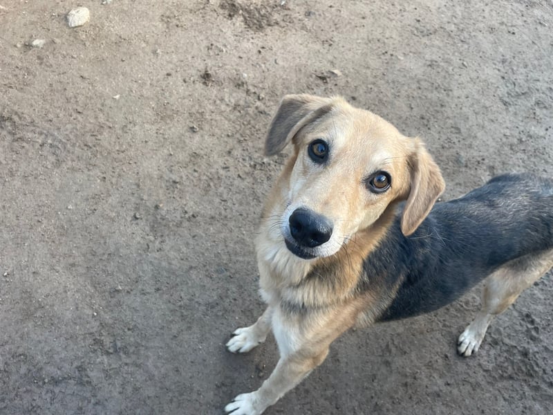 EMMETT - ein toller Kerl EMMETT - ein toller Kerl