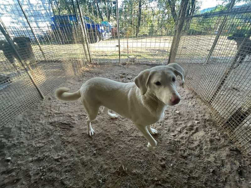 SEMIDANA - süße Marzipan-Nase