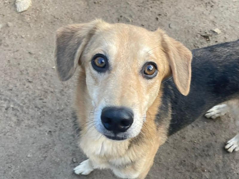 EMMETT - ein toller Kerl EMMETT - ein toller Kerl