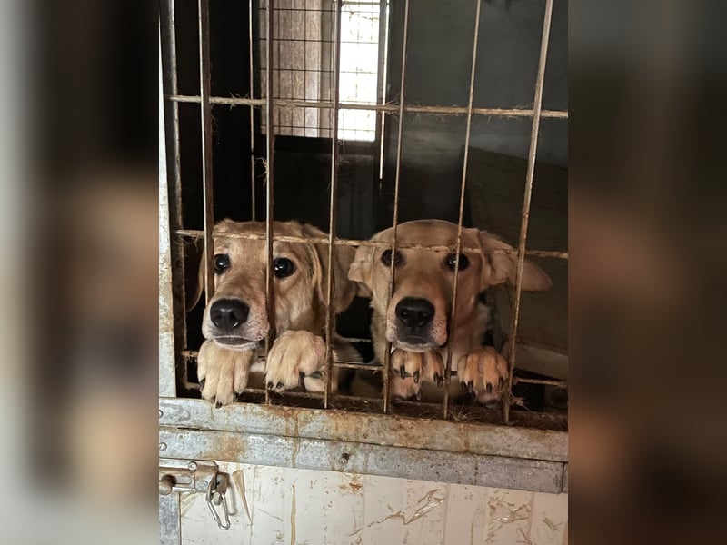 EMMETT - ein toller Kerl EMMETT - ein toller Kerl