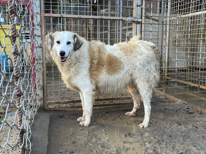 BRUNELLA - lieber Rohdiamant