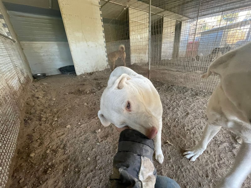 SEMIDANA - süße Marzipan-Nase