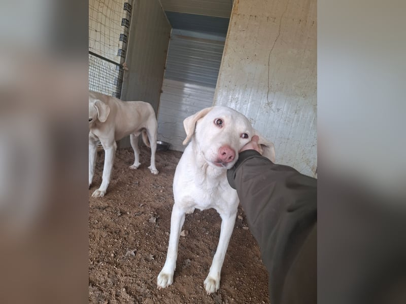 SEMIDANA - süße Marzipan-Nase