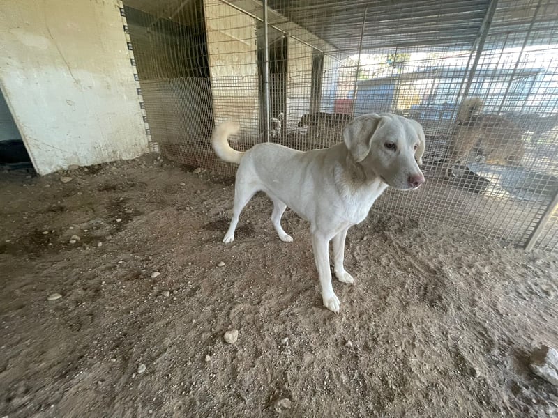 SEMIDANA - süße Marzipan-Nase