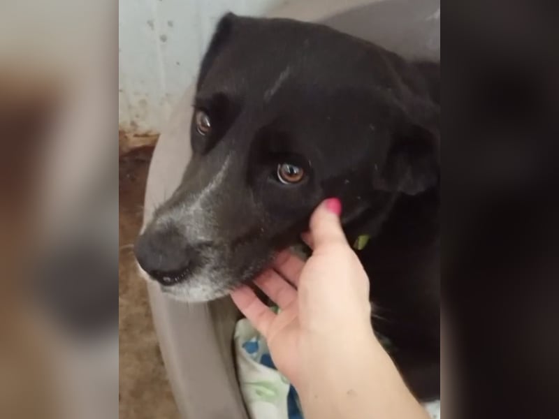 GINGER - schwarze Schönheit!