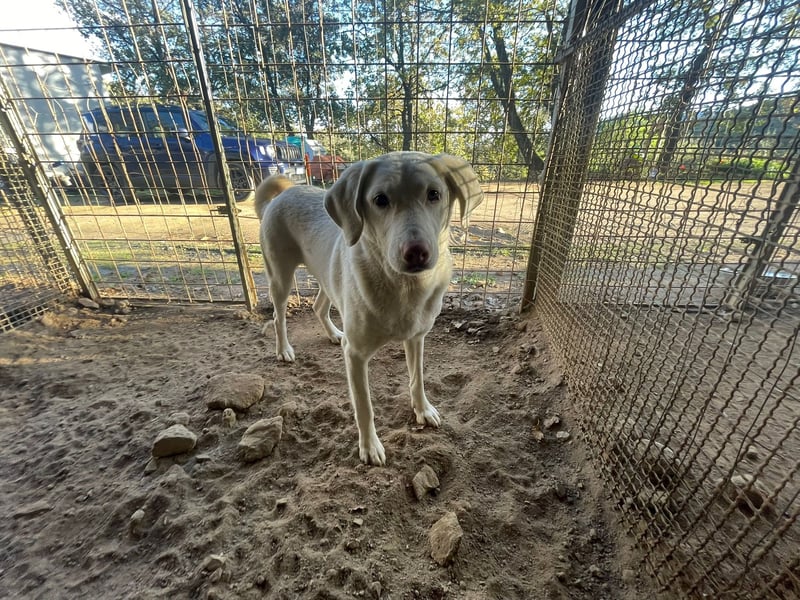 SEMIDANA - süße Marzipan-Nase