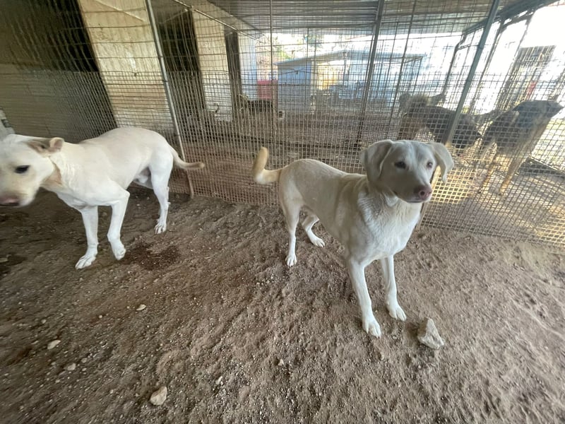 SEMIDANA - süße Marzipan-Nase