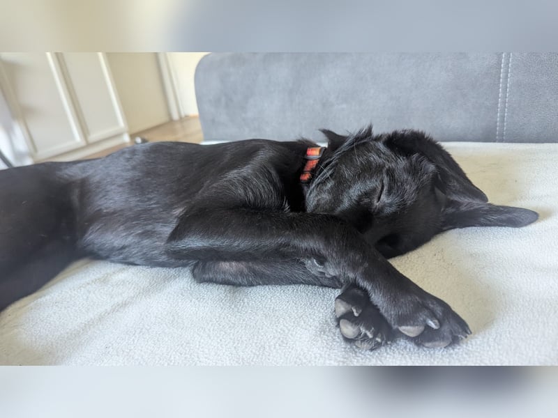 Juri, dringender Notfall