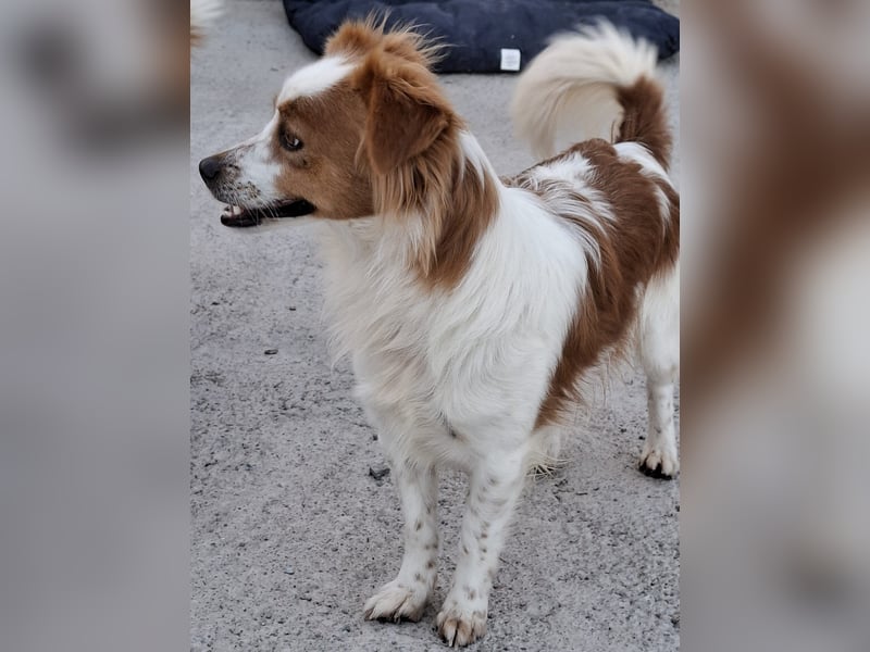 Miko sucht eine liebevolle Familie