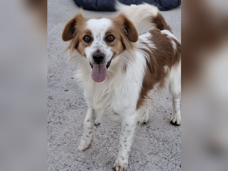 Miko sucht eine liebevolle Familie