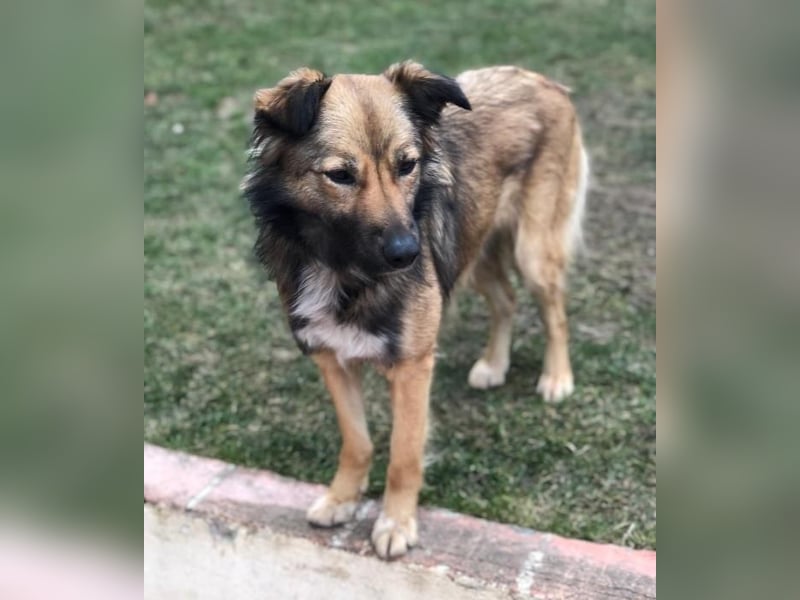 Lassie sucht dringend ein Zuhause